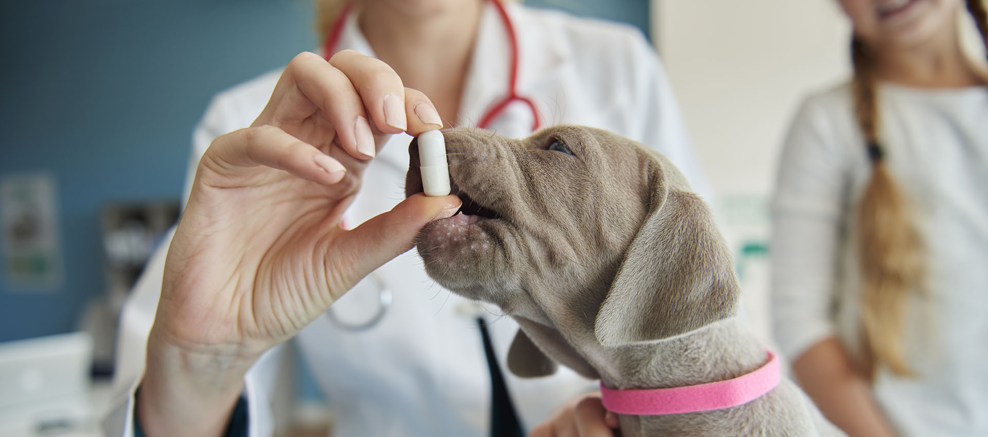 Pharm Animal